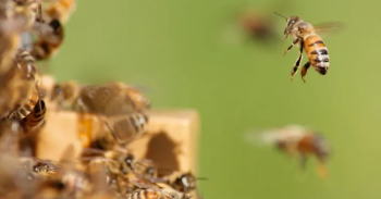 BeeLand working to raise the status of honey