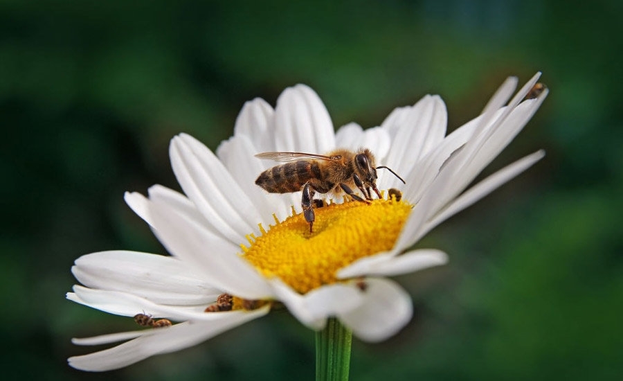 Projeto BeeLand quer preservar as abelhas e recuperar estatuto do mel em Portugal