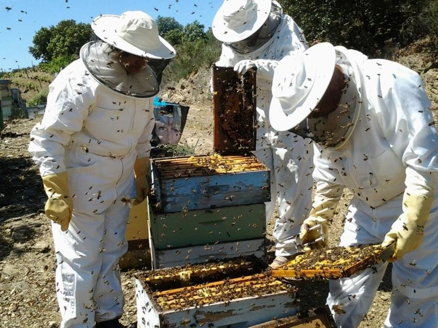 Apresentado projeto para preservar as abelhas e valorizar a apicultura