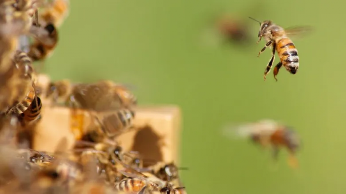 BeeLand working to raise the status of honey