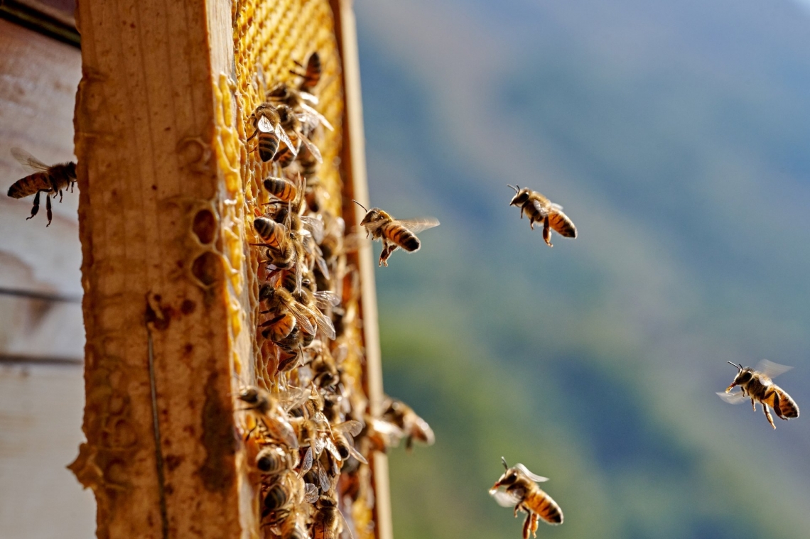 Projecto BeeLand quer preservar as abelhas e recuperar estatuto do mel em Portugal